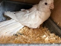 Yavrusu Alınmış Albino Wf Hazır Takım Sultanlar