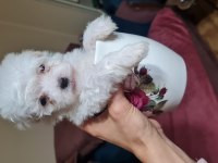 Maltese dişi erkek yavru köpeklerimiz
