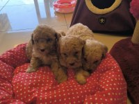 HAZİR POODLE YAVRULARIMIZ
