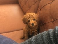 Toy poodle Köpeğin