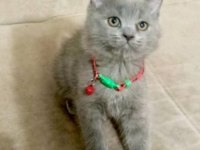 Yavru british shorthair mama tuvalet eğitimi verildi