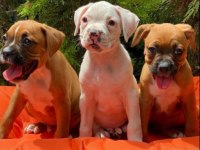 Irk ve Sağlık Garantili Boxer Yavrular