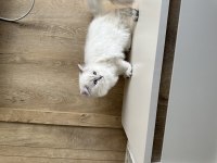 British longhair erkek
