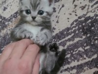 British shorthair ve scottish fold yavrular