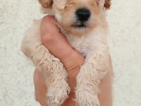 Poodle Kayısının En Tatlı Tadı