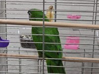 MÜKEMMEL YAVRU CÜCE MACAW ALIŞMIŞ