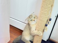 Scottish fold golden