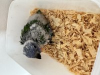 El BESLEME BEBEK GÖKKUŞAĞI LORİ BEBEKLERİMİZ