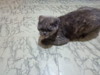 Erkek scottish straight ve dişi scottish fold