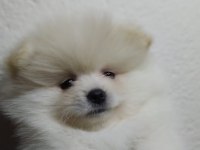 Minik pomeranian yavrularımız yeni yuvasını arıyorlar