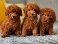 KOYU RENK TOY POODLE YAVRULARI