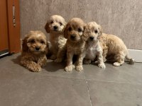 Biblo kilo Garantili maltipoo çocuklarım