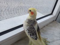 Ele Yatkın Sultan Papağanı Yavruları Damızlıklar