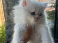 BRİTİSH LONGHAİR YAVRULARIMIZ