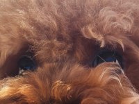 Poodle bebeklerimiz