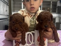 Hayallerinizdeki Toypoodle yavrularımız ruhsatlı çiftlik