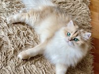 Şecereli British Longhair Blue Golden yetişkin dişi