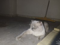 Scottish fold kedime dişi arıyoruz çiftleşecek