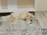 5 yaşında kısırlaştırılmış british longhair