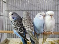 ALIŞTIRMALIK JUMBO MUHABBET KUŞU YAVRULAR