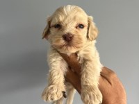 Terrier bebişlerimiz