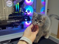 British Shorthair 12 Aylık Kedimiz