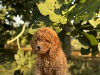 A Kalite Toy poodle Yavrular