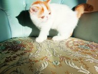 Türkiye'nin en iyilerinden exotic shorthair
