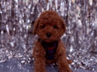 Safkan Toy Poodle Yavrularımız