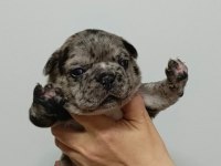 French Bulldog Yavrularımız
