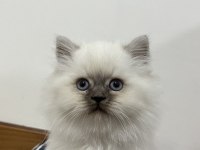 British longhair 2 aylık