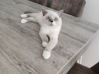 British Shorthair Blue Point Erkek Yavrumuz