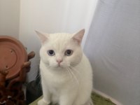 Ücretsiz british shorthair acil yuva
