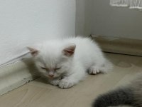 British shorthair yavru kediler
