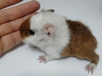 Kaliteli ırk garantilidir 4 adet guinea pig