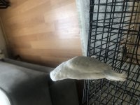 1 yaşında yavru veren forpus takımım