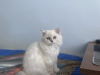 Dişi british longhair 4 aylık