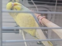 Yavru muhabbet kuşu
