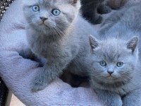 2 adet erkek british shorthair