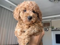 Güzel Toy Poodle Yavrularımız Yeni Yuvasını Arıyor