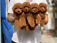 Toy Poodle Yavru Köpekler