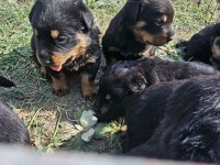 Üst sekmen rottweiler dişi erkek yavrular