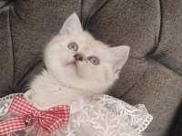Sevecen bir british shorthair kız