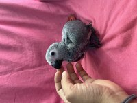 YOK BÖYLE ŞİRİNİ bebek jako papağanı yavru