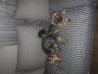 Terrier Yorkshire