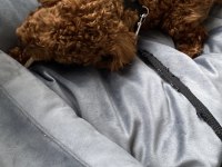 Toy poodle erkek köpeğimiz