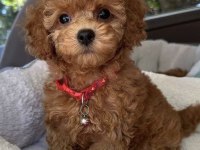 Toy Poodle Maltipoo Mevcut