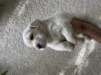 A Kalite Golden Retriever Yavrular