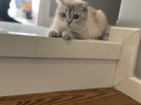 Scottish Fold Ömürlük Yuva Arıyoruz