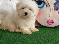 Maltese terrier minik dostlar